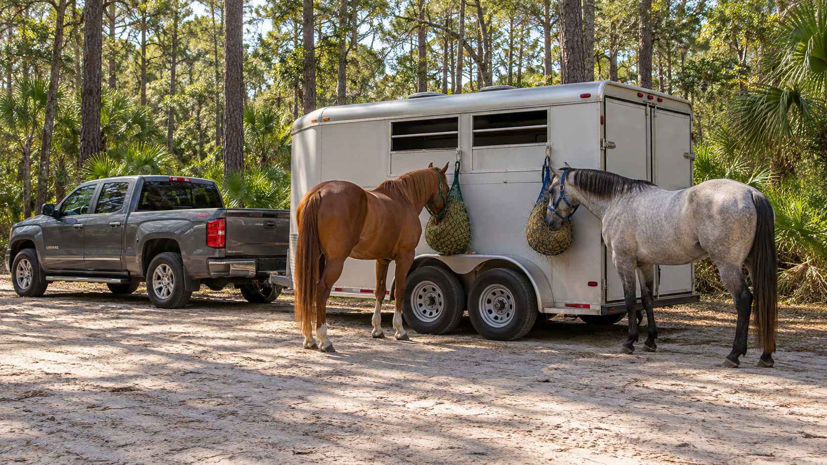 Pickup truck and two-horse trailer parked at a sandy forest trailhead with two horses tied to the trailer eating from hay nets